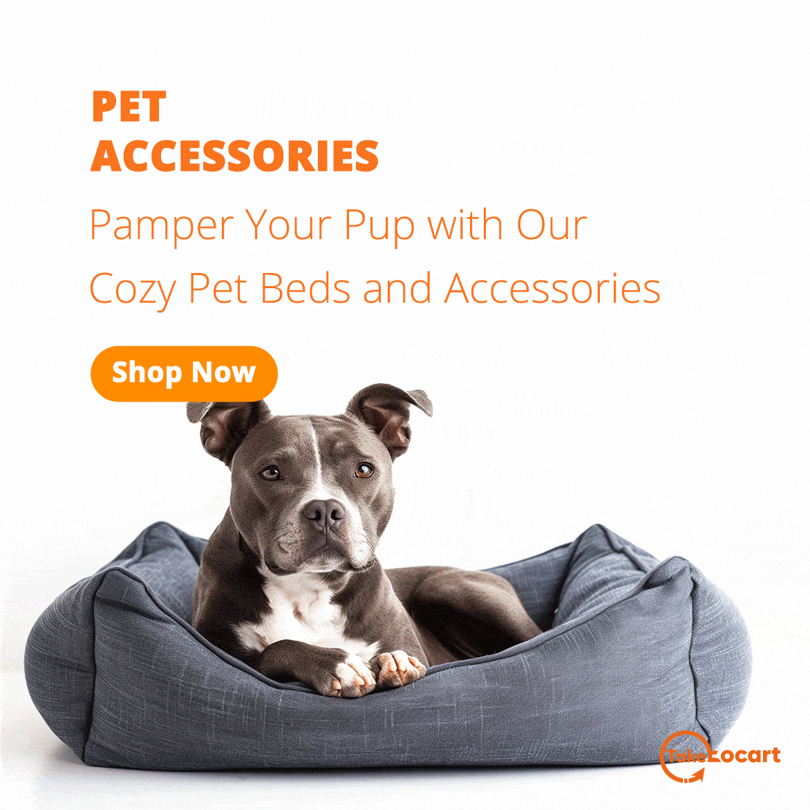 pet accessories